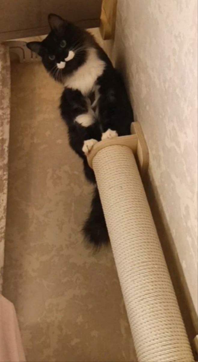 Мой кот Баюн.