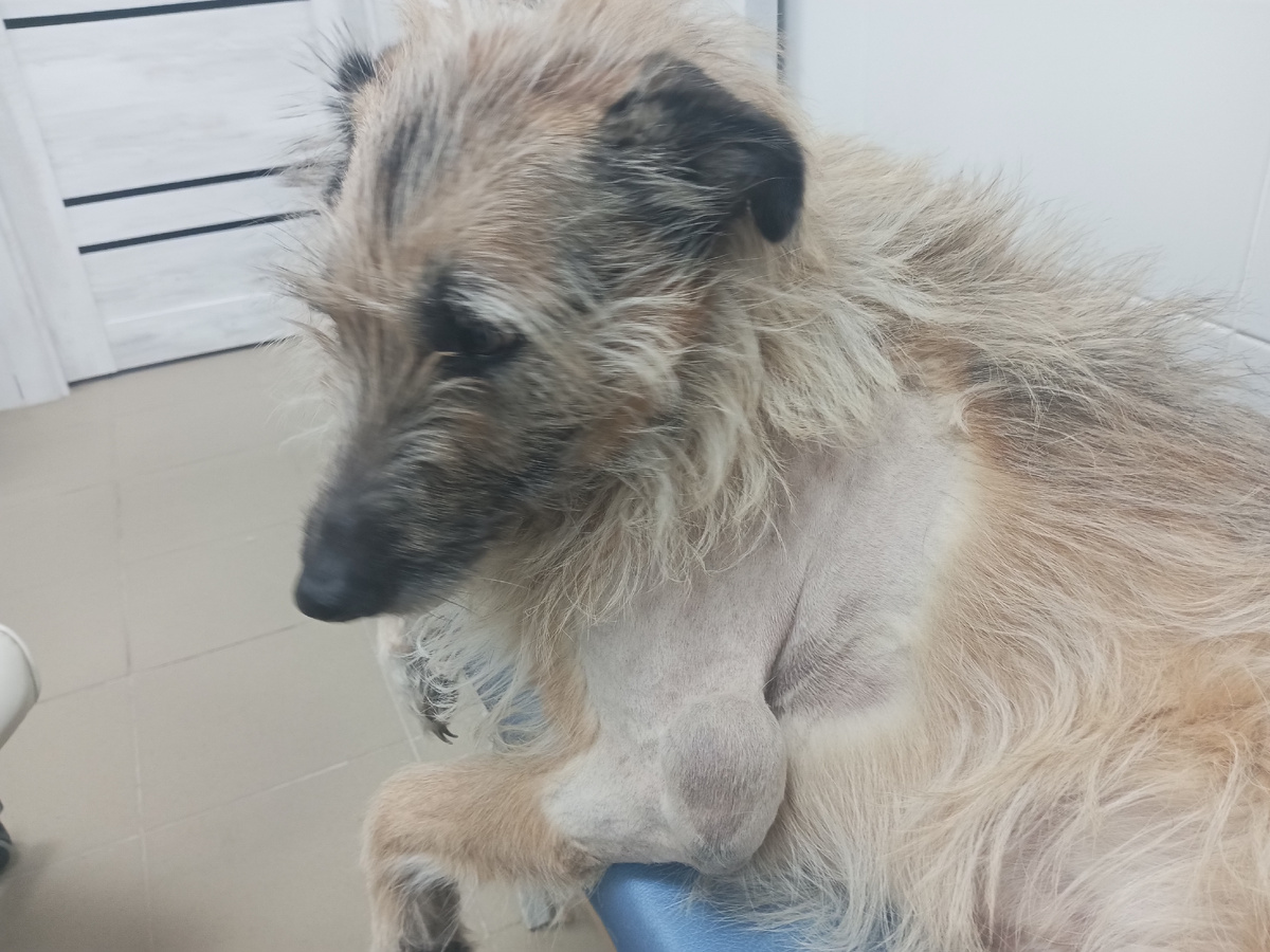 Бася в клинике Вита.