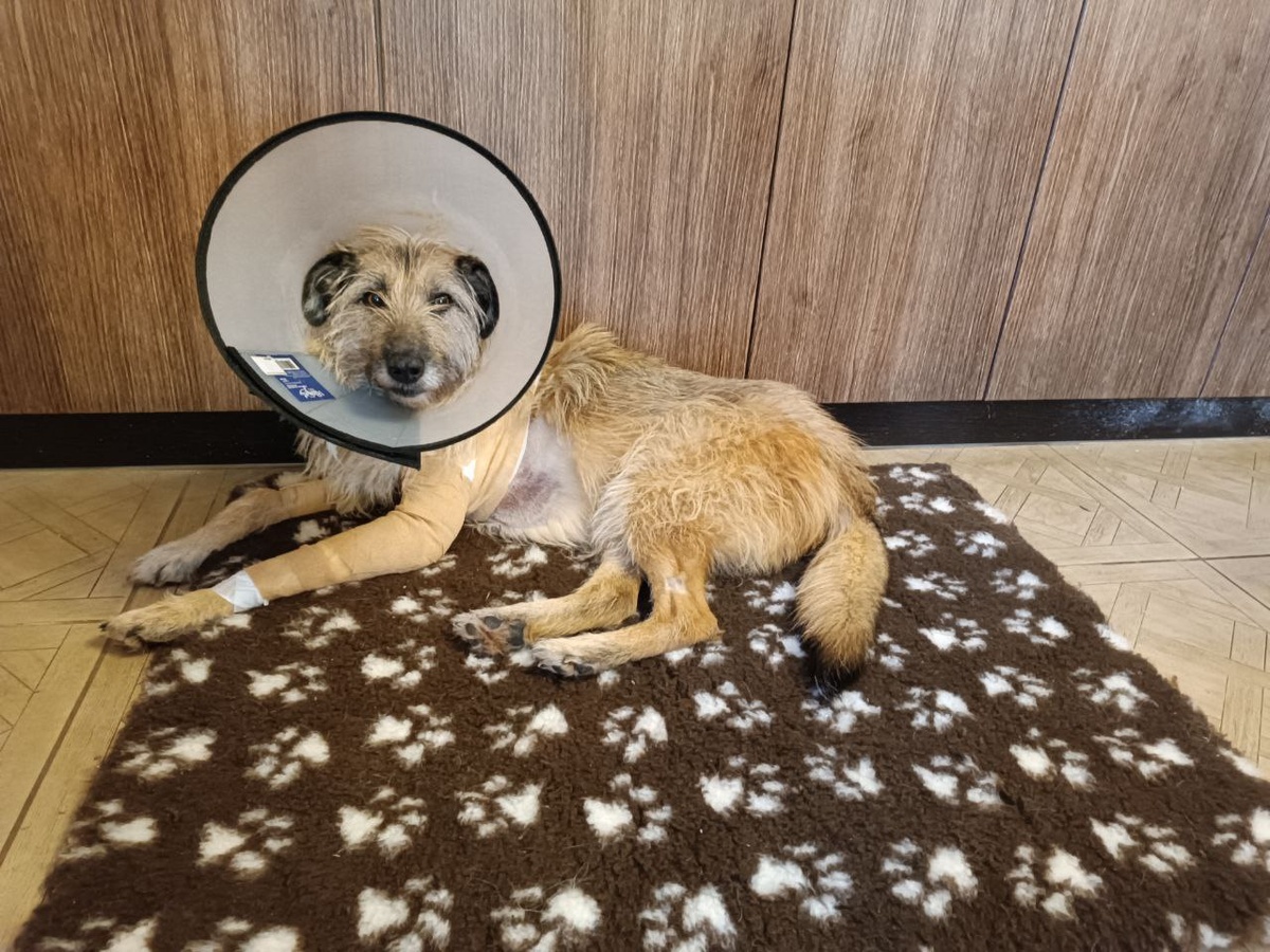 Бася дома у Юлии Сергеевны.