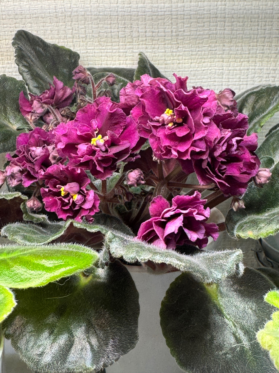 NS-Легенда Века