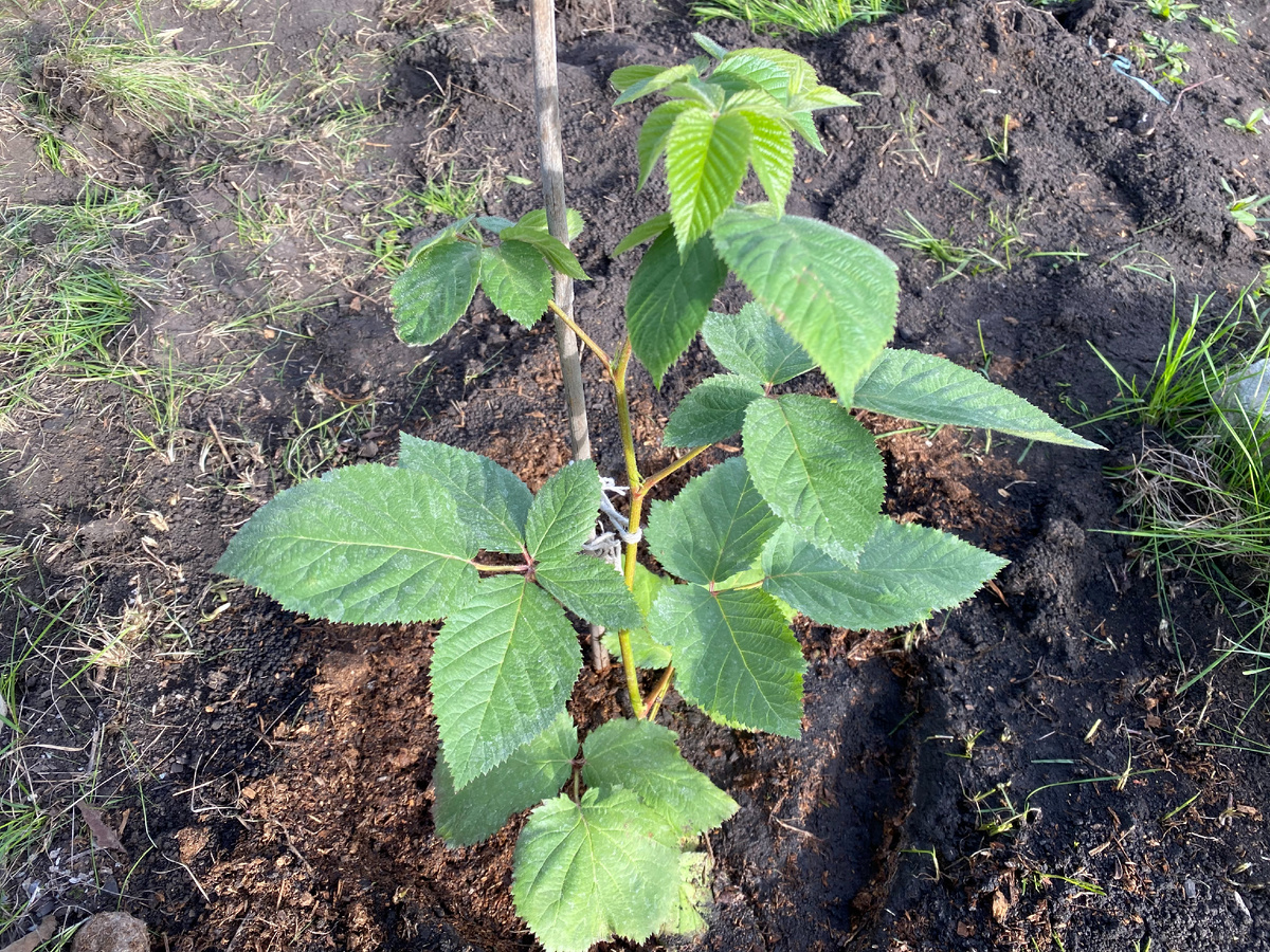 молодой кустик ежевики