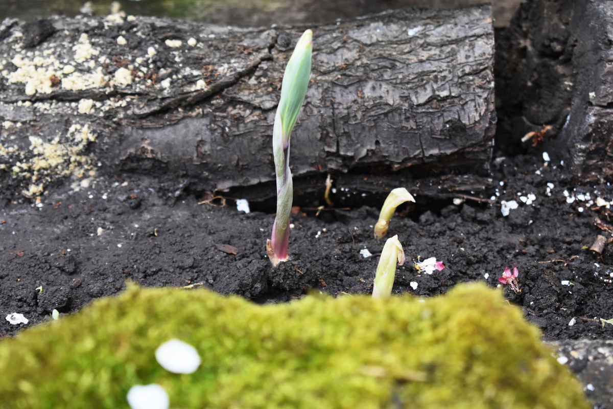 Моя новая купена "Вариегата"