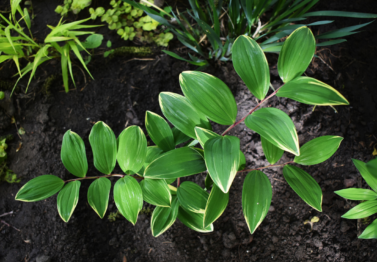 Купена вариегатная, которую купила в прошлом году