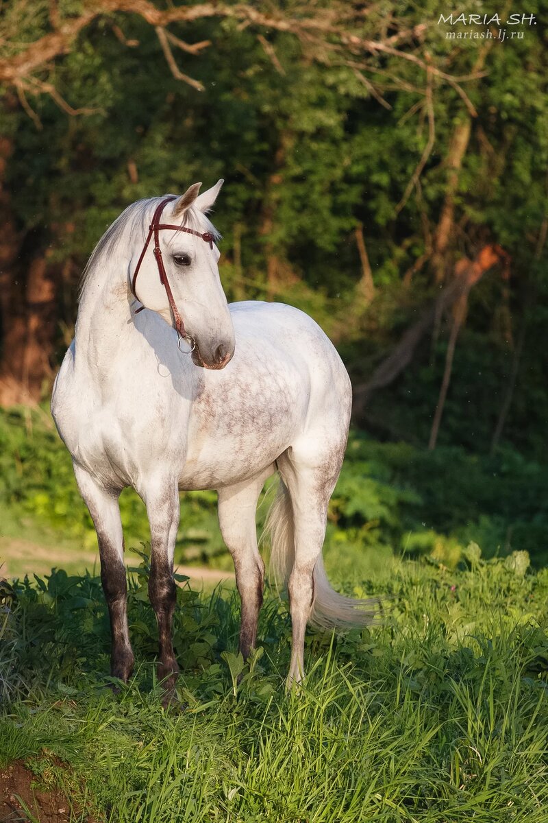 Белый конь