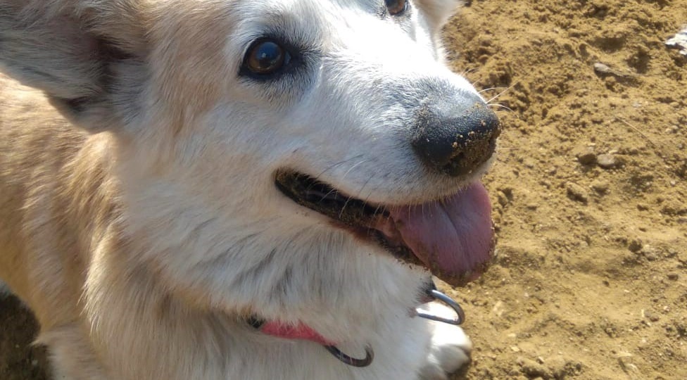 И корги бывают никому не нужны! Найдем Тине семью!