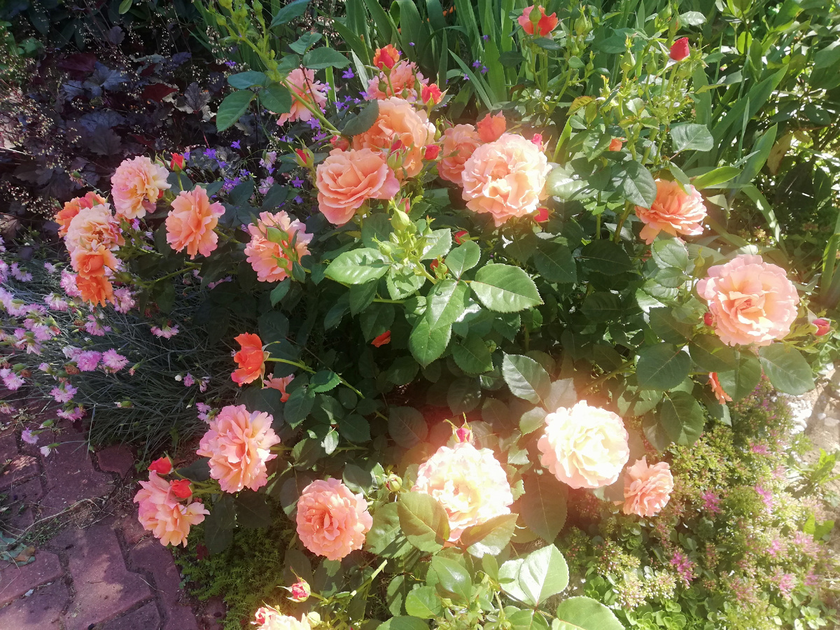 Чайная роза в саду