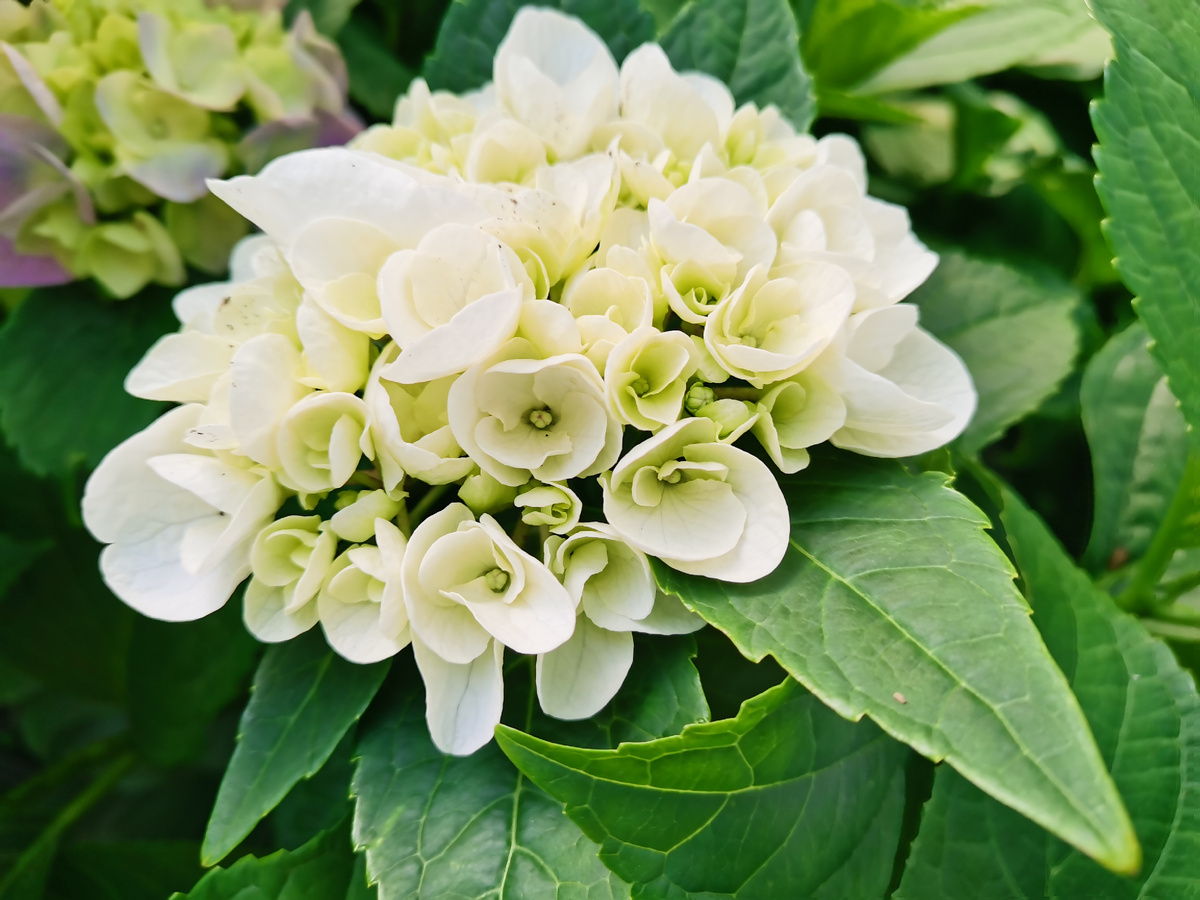 Фото из моего сада июль 2024