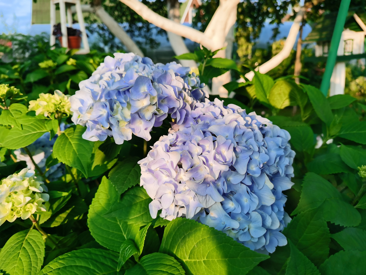 Фото из моего сада июль 2024