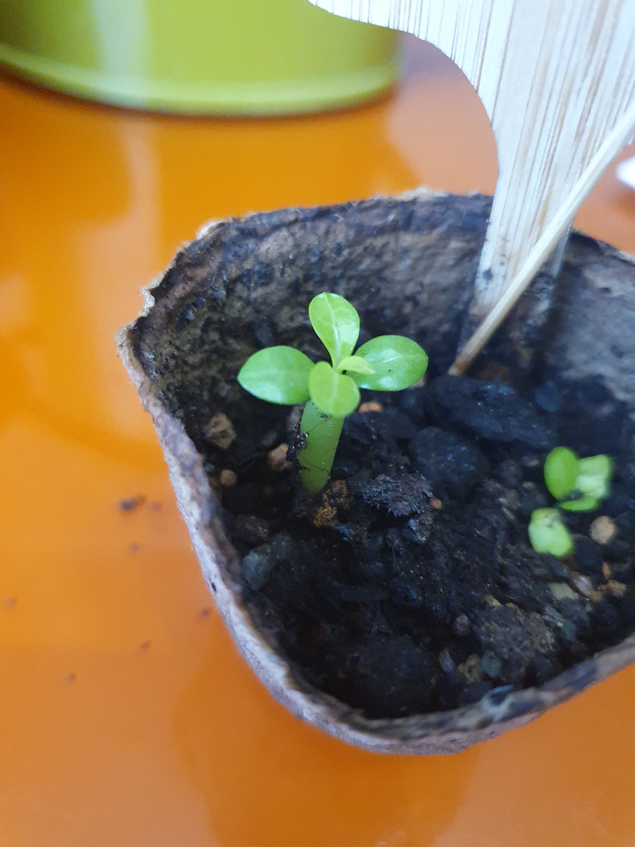 Первый всход выглядит крепеньким, у него уже выглянул 5-ый листок!😊