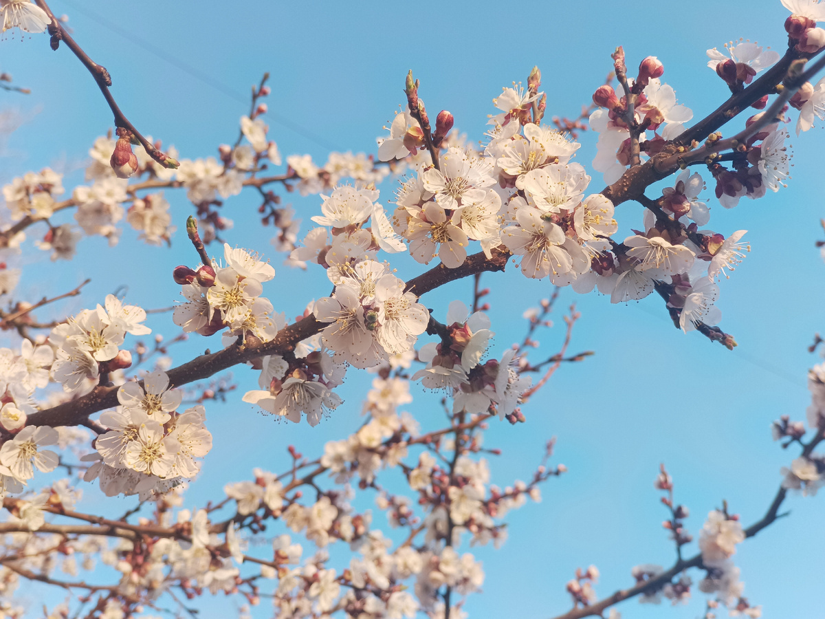 Люблю цветочки. Их учить не надо