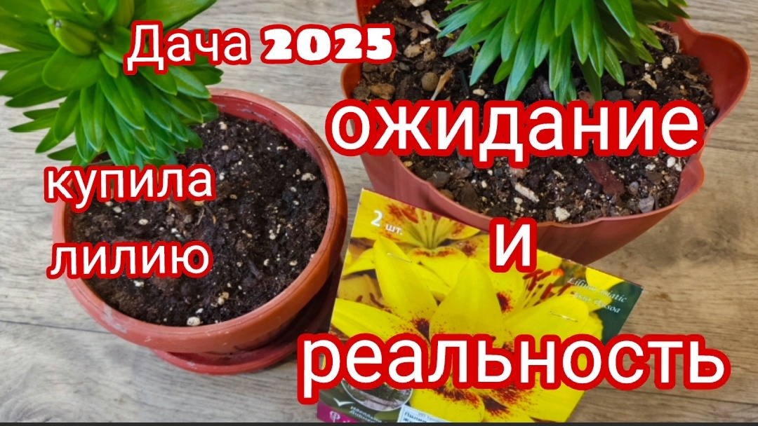 Сегодня расскажу о луковицах лилий