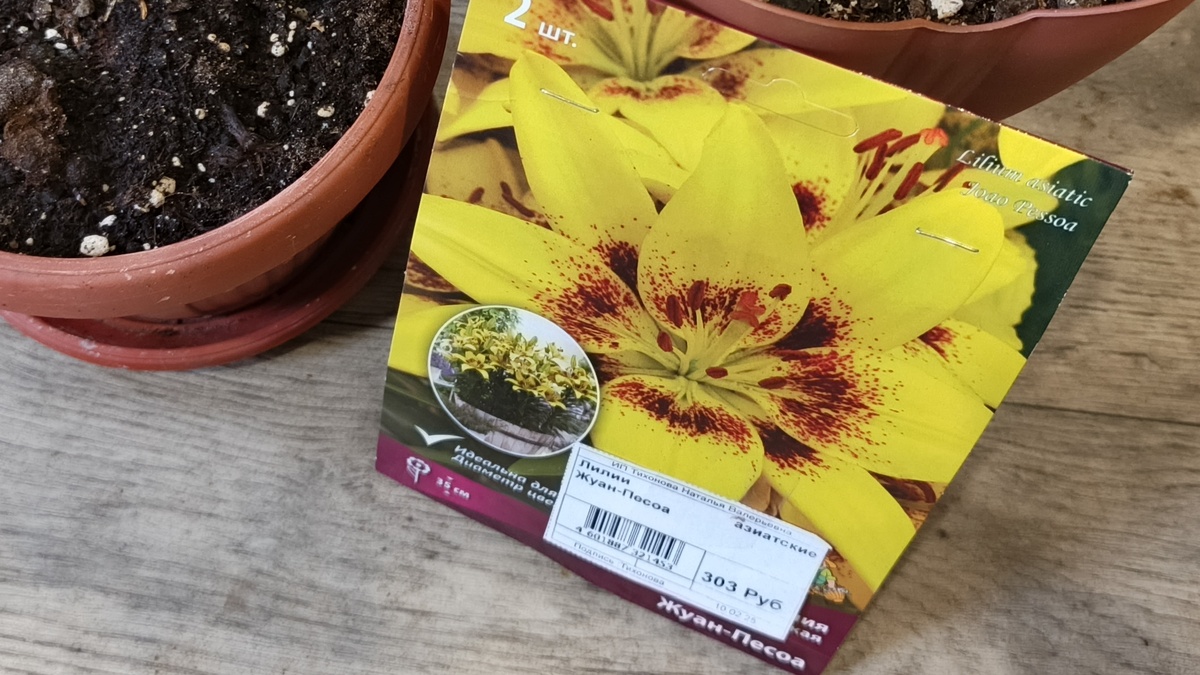 Яркая и очаровательная