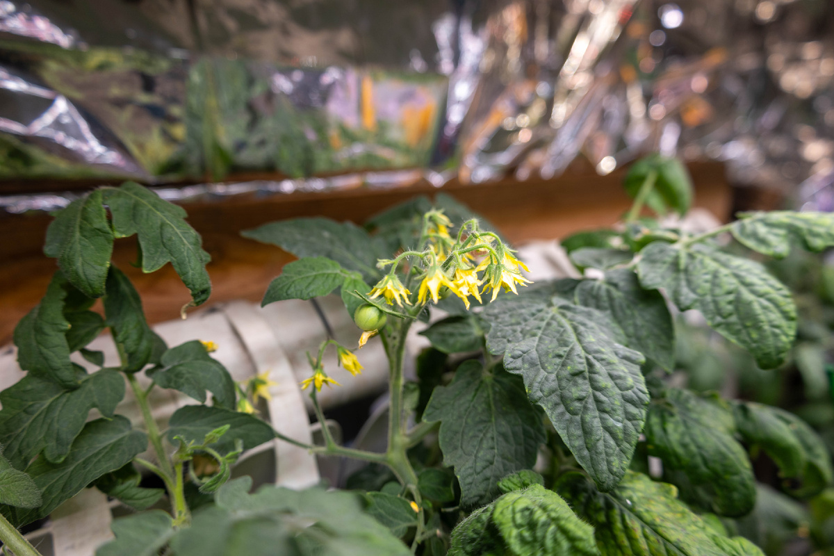 Все фото авторские, томат на ранний урожай 14 04 25