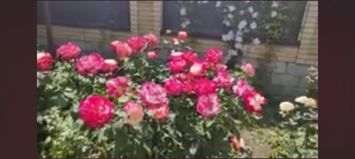 Роза Дабл Делайт