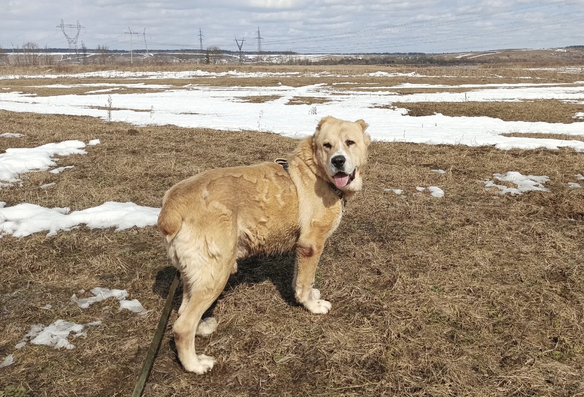 Согласитесь, вычесать парня надо?!