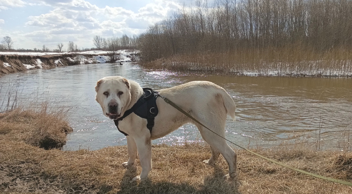 "Эх, вы, люди! Что вы делаете?!"- спрашивает Адель.