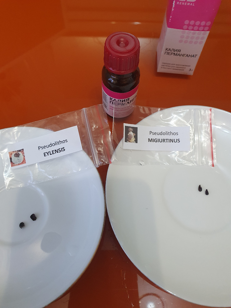 К замачиванию в растворе марганца все готово.