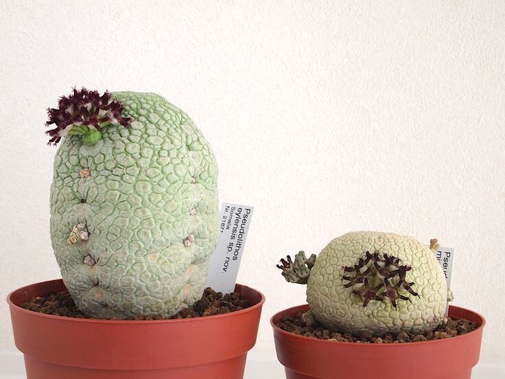 Сладкая парочка - Псевлодитос,сорта EYLENSIS и MIGIURTINUS