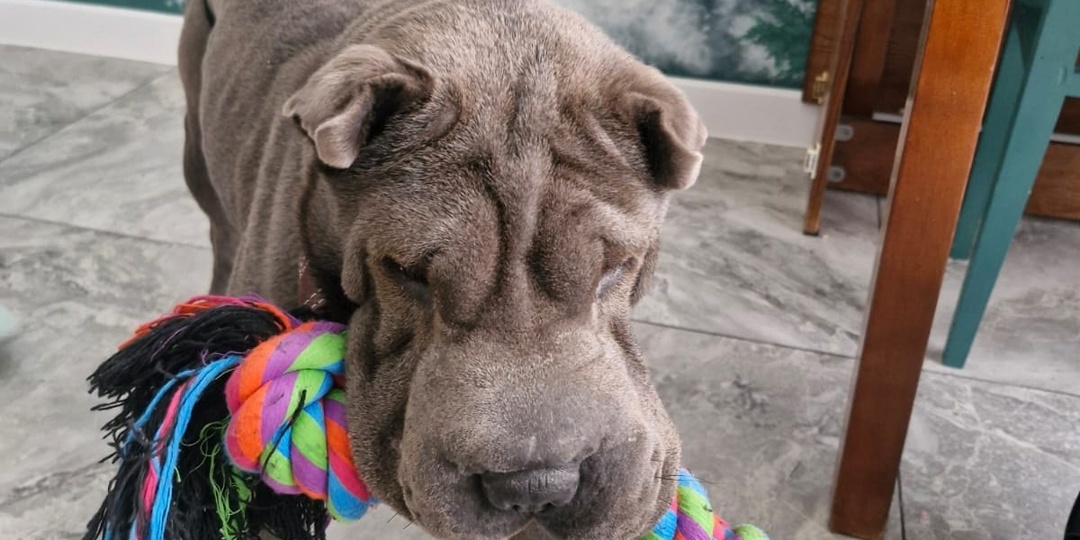 🐶 Рада: аристократка с душой щенка! 💖 Ищет любящую семью! 🏡🐾✨