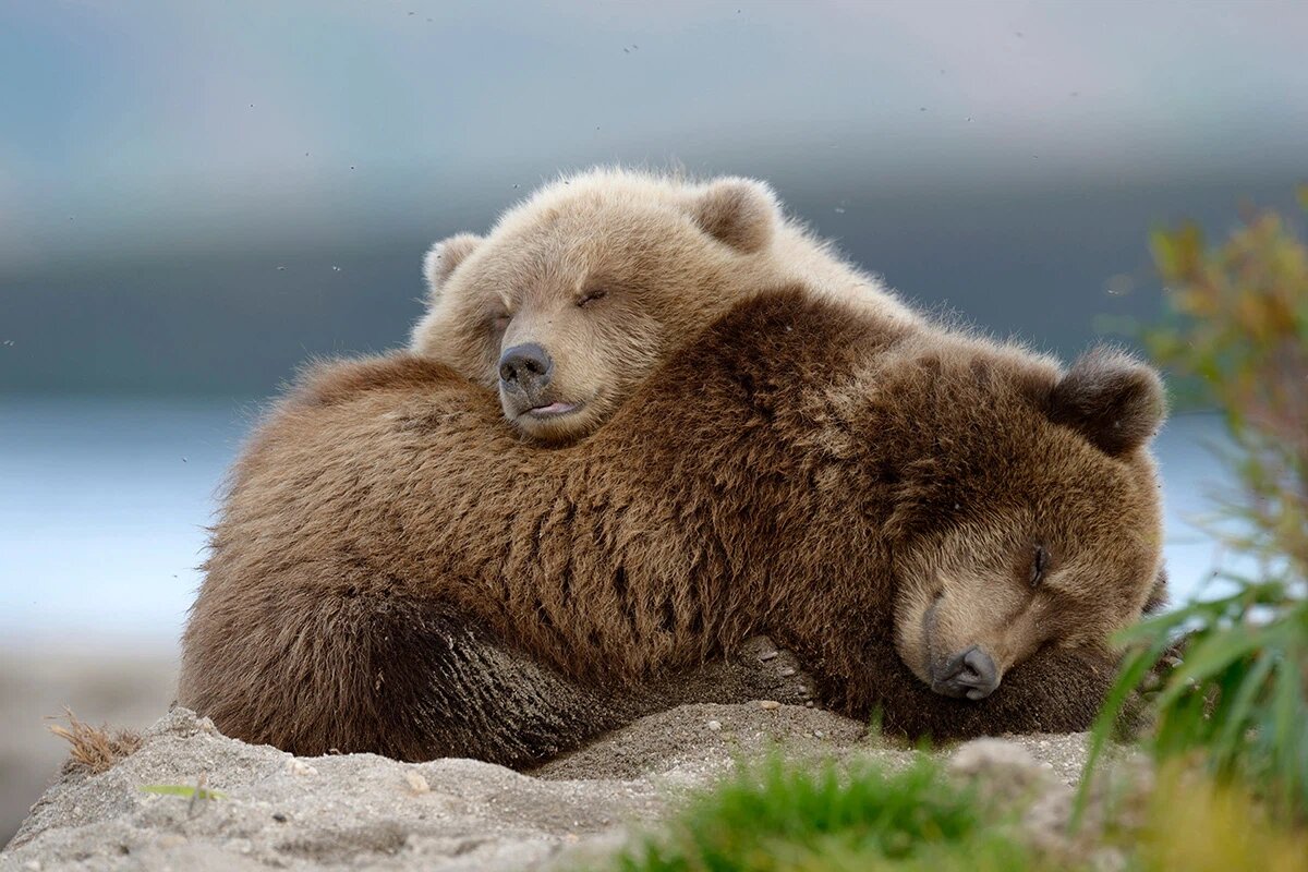    Фото: EVGENNI / Shutterstock.com