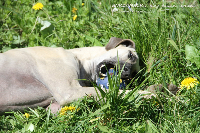 СЛЮГИ INSAR EL SHAKIR DE LA BERONDIERE