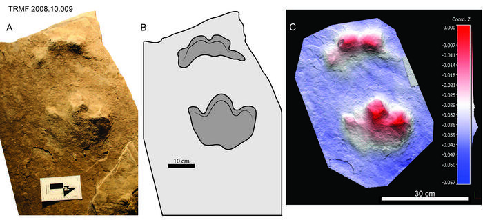 Отпечатки лапы и следы Ruopodosaurus из Тамблер-Ридж. Источник: V. Arbour/C. Helm