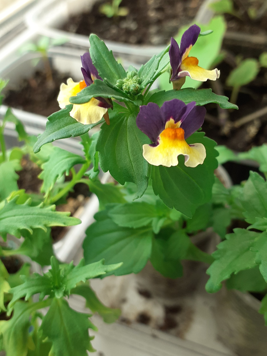 Немезия зацвела,🤗 Покупала через авито, 5 различных расцветок, и череночки уже в воду поставила, заняться срочно надо уже пересадкой и посадкой.