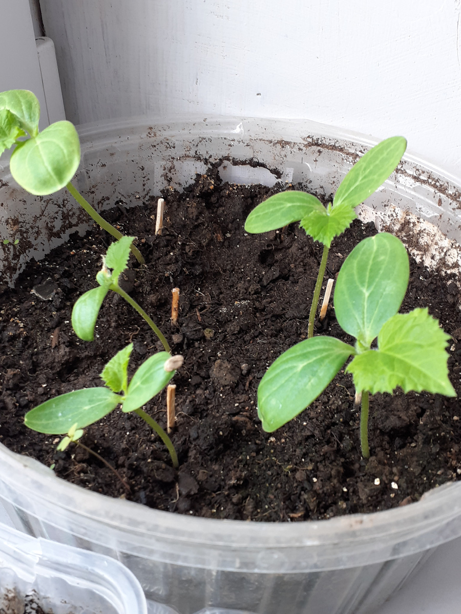 Из 6 огуречный  семечек взошло пять 