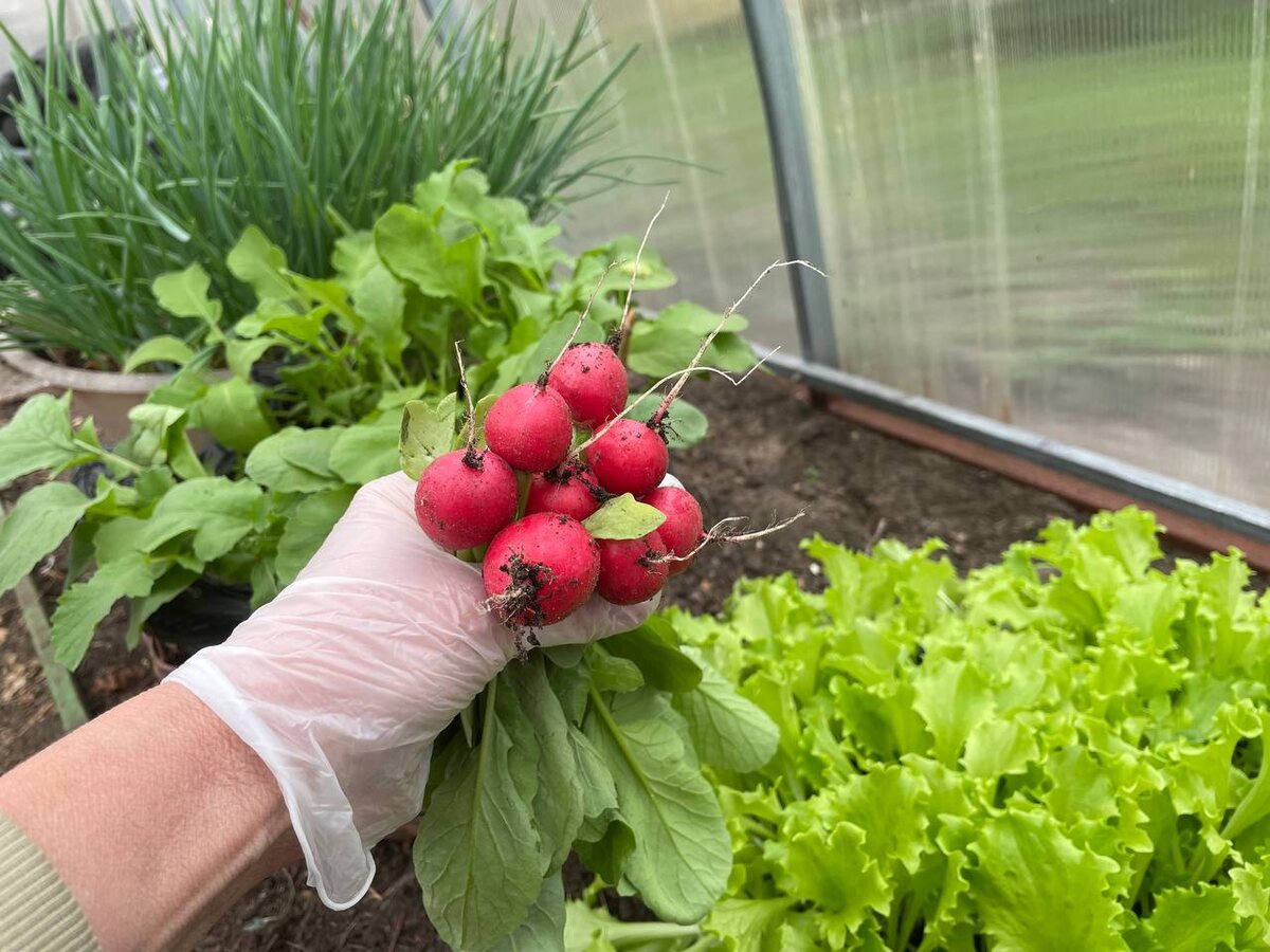 Собрала 14 апреля первый урожай-2025. Вырастила лук, редиску и салат. Фото автора
