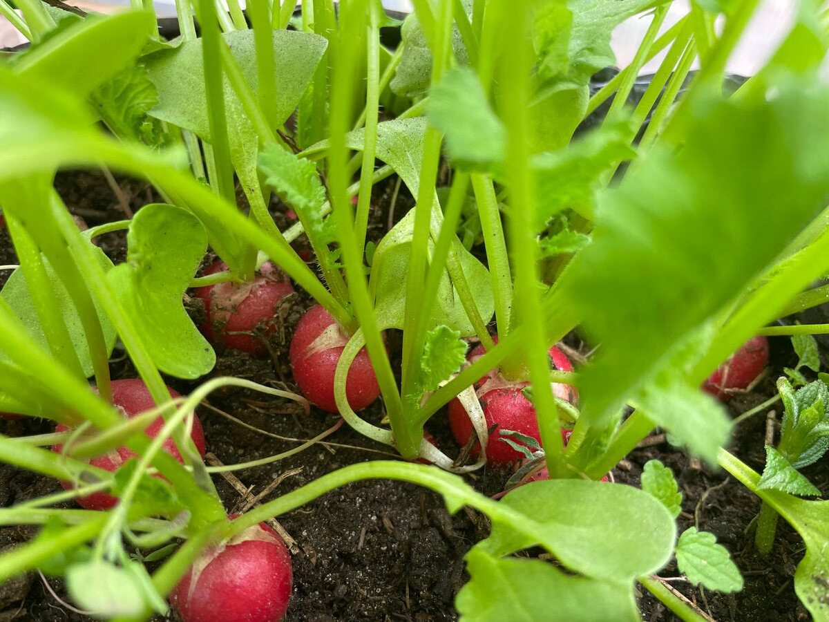 Редиска, 14.04.25. Фото автора 