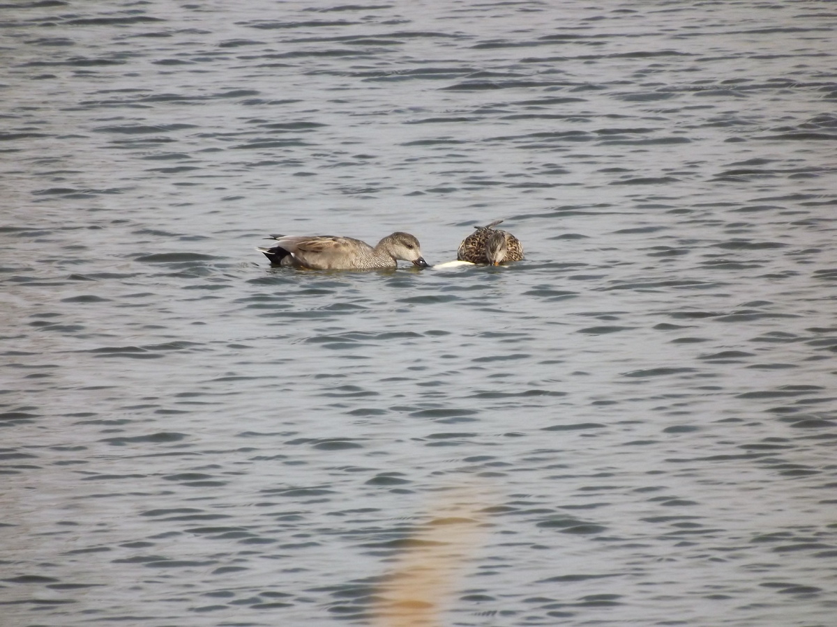 Пара серых уток