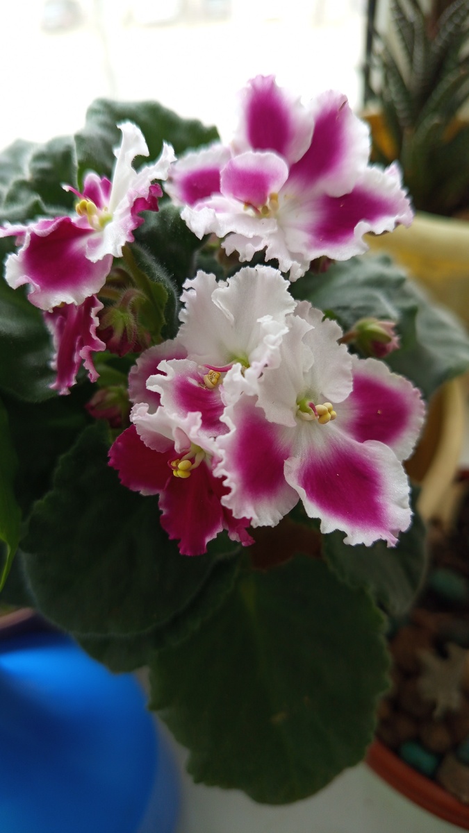 Одна из немногочисленных моих фиалочек. Цветет каждый год. Здесь и дальше фотографии мои