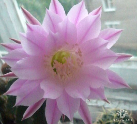 Любимый эхинопсис - цвел каждый год до переезда... Сейчас осталась только память