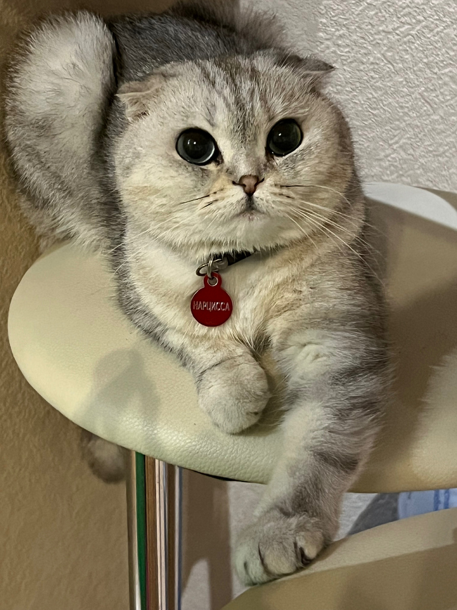 Нарциссочкино утро начинается с вкусного завтрака. Он состоит из сухого корма и конечно же водички . Так же лакомством из вкуснейшего молочка. После завтрака конечно нужно побегать , поваляться , побегать по всей квартире . Ну а как же сон? Конечно же без сна никуда , большую часть своей жизни бусинка проводит на релаксе( во сне). Ведь все мы знаем кошки очень любят спать , как и одни , так и со своими хозяевами. Одаривая их своей лаской, и звонким мурчанием. Мурчание Нарциссы как звонкая перель. Готова слушать ее бесконечно.