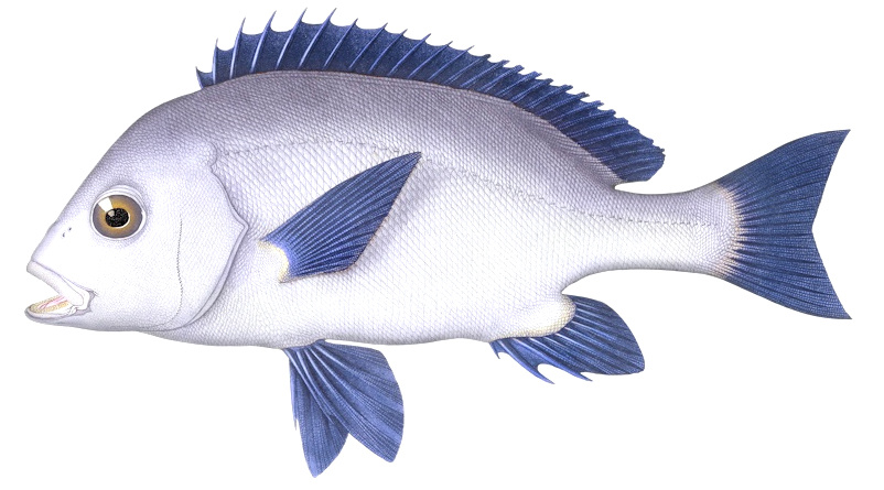 Plectorhinchus mediterraneus