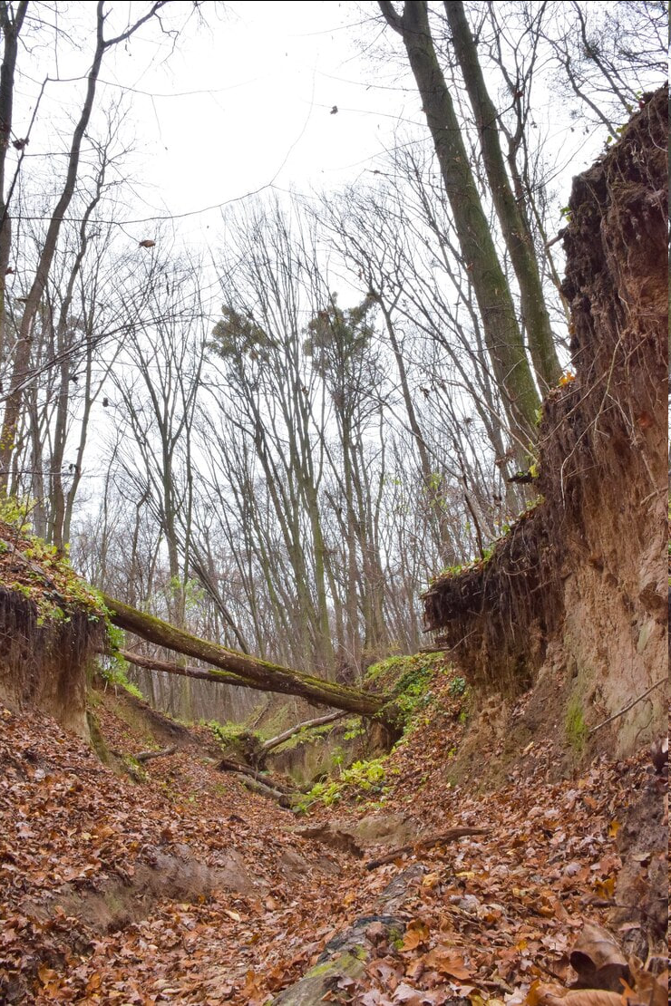 Яндекс-фото