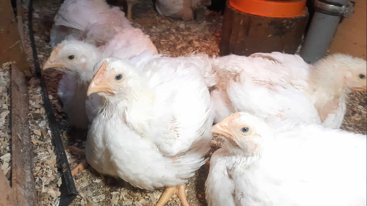 Цыплята бройлеры в возрасте один месяц