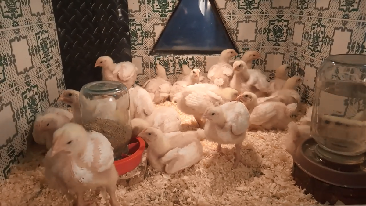 Цыплята бройлеры в возрасте одной недели