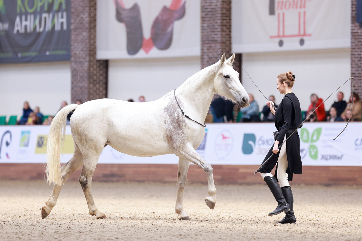 Мария Краснова и орловские рысистые Жамбика и Жемчужина. Фото предоставлены Ассоциацией «Росплемконзавод».