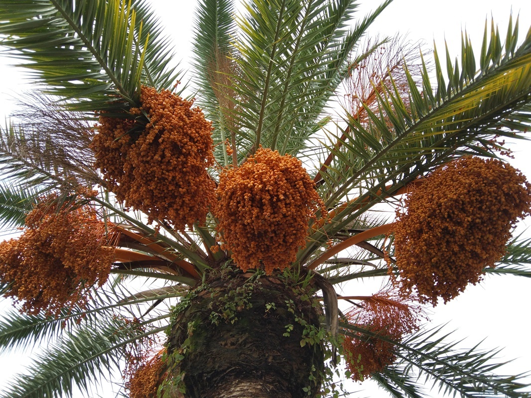 Фото автора, Новый Афон, октяюрь-2024. Канарская пальма с финиками