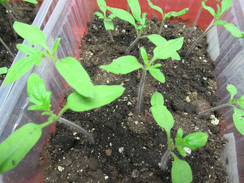 Я пикирую помидоры в стадии 1-2 настоящих листьев моё фото 