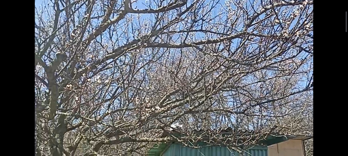 Абрикос во дворе