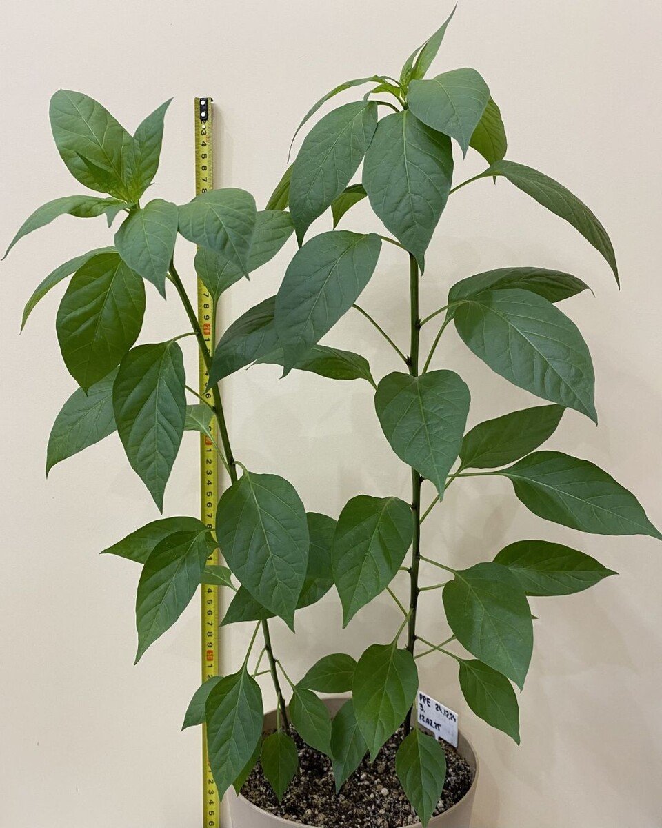 Пеперончино, 3 мес., 55 см