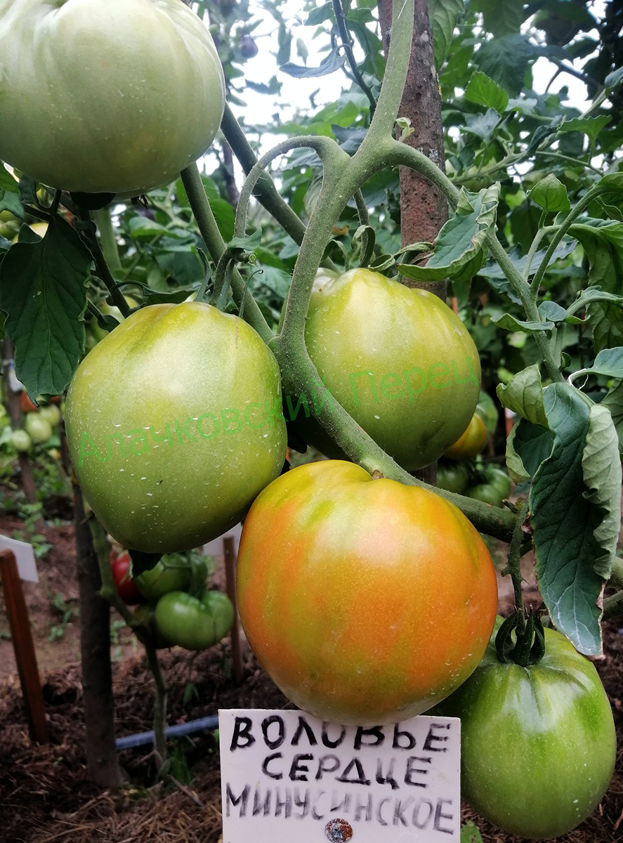 Воловье сердце минусинское