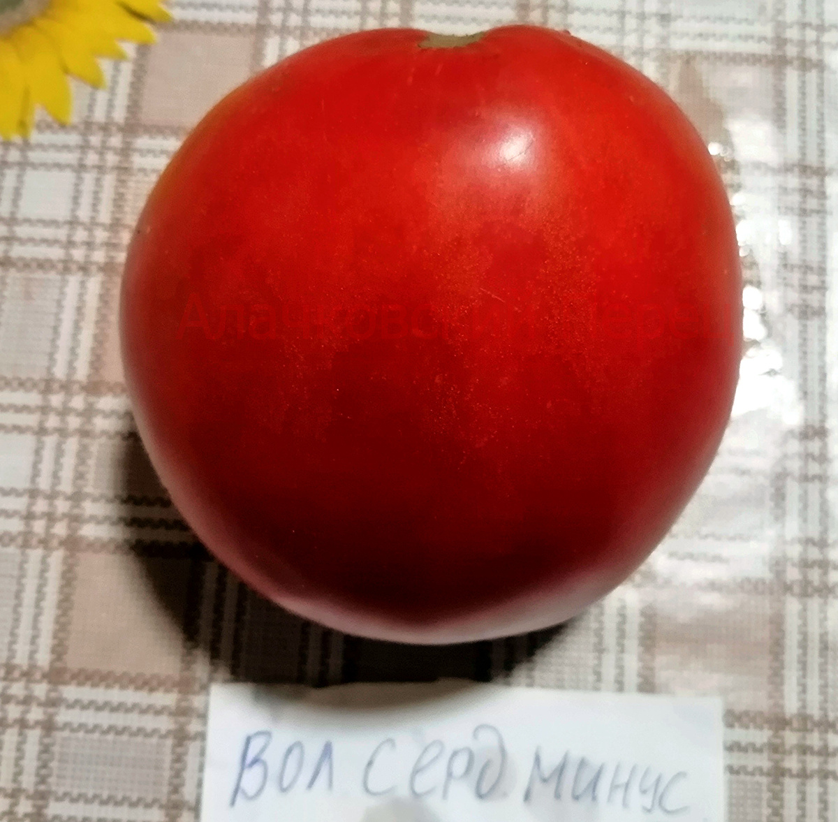 Воловье сердце минусинское