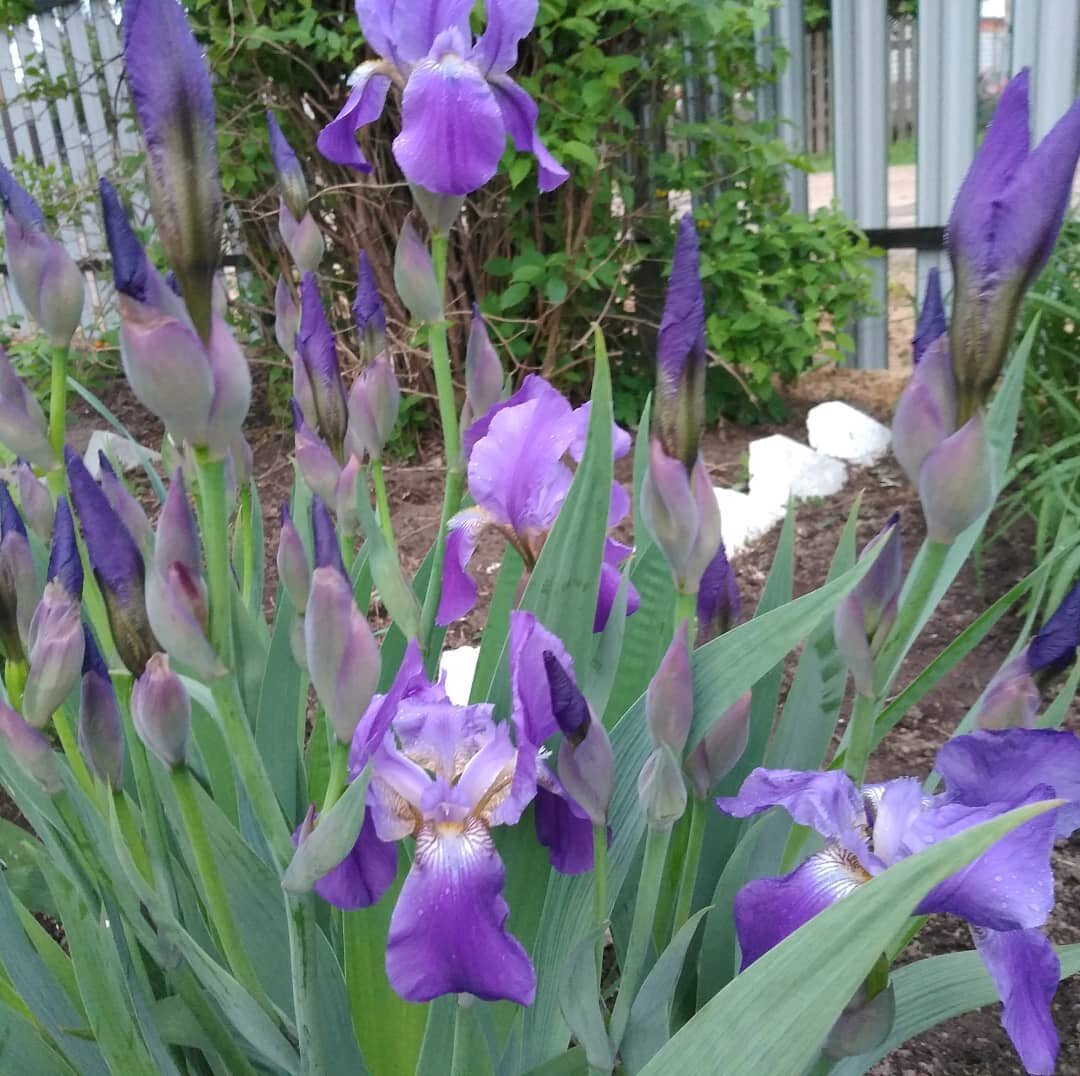 Самые первые ирисы. Настоящие сорняки. Избавляешься от них, избавляешься, а они всё растут и растут. Фото автора