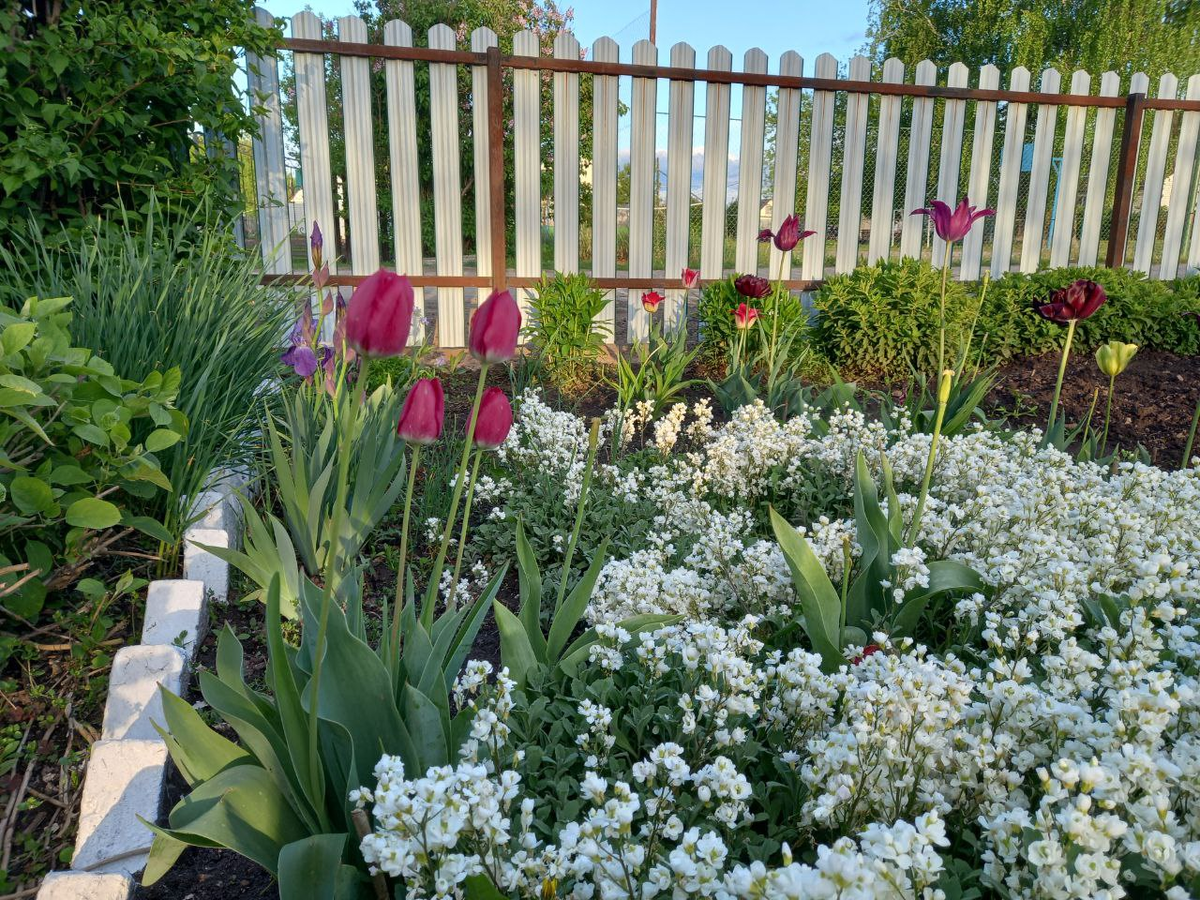 Арабис кавказский. Фото автора