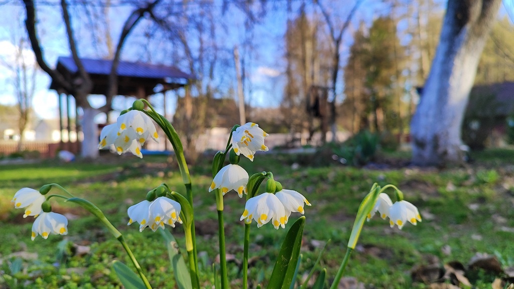 Отцветают там без нас. Фото автора до апрельского снега