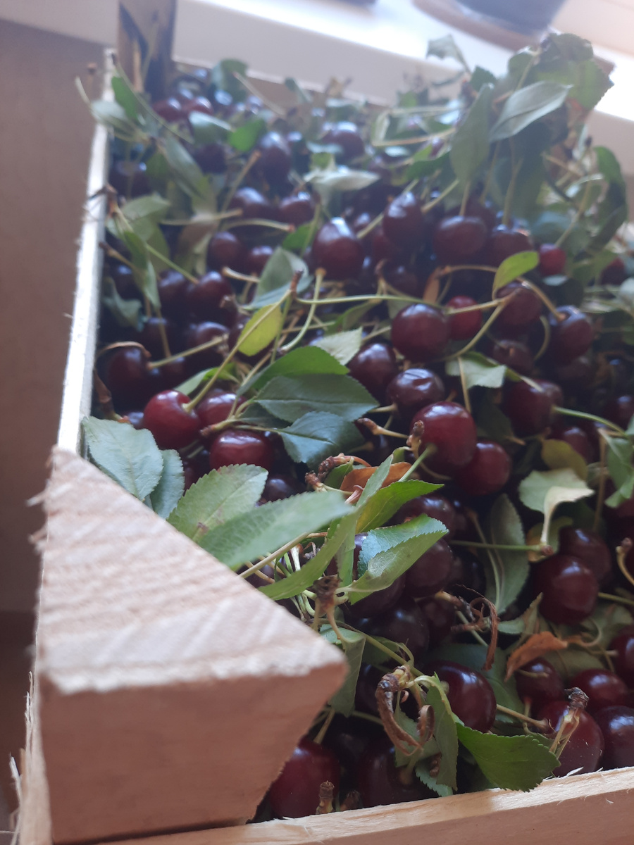 вишня замороженная рецепт из замороженной вишни вареники с вишней пирог с вишней