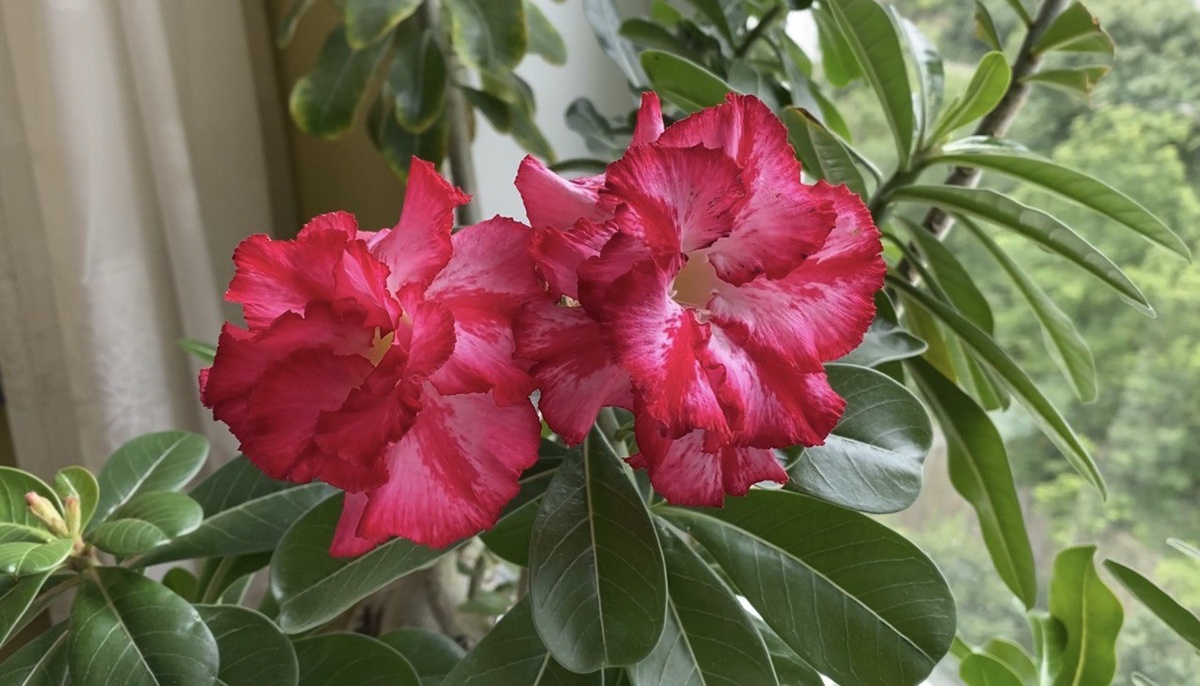 Сорт «Розита». “Rozita’.